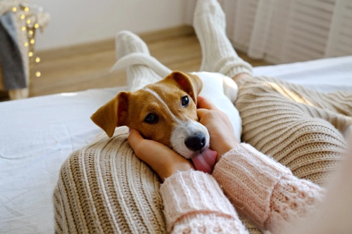examining your dog cushings disease in dogs symptoms and treatment advice