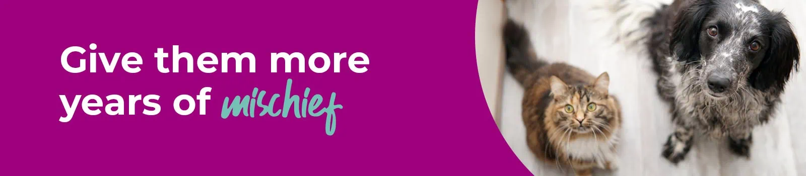 Senior pet care at Myvet in Dublin