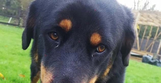 Dog with constant nosebleeds was 'worse example seen' at MyVet in Lucan