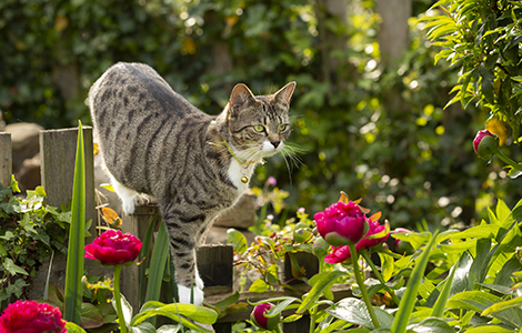 Lily poisoning: Protecting your pets from a hidden danger