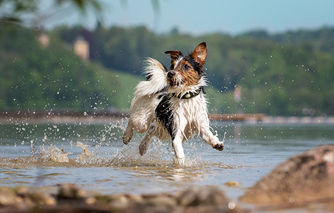 Saltwater poisoning in dogs: Symptoms to look out for