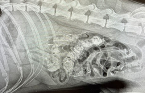 arlo the dog gets surgery after eating a bone myvet in dublin