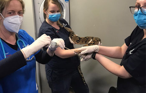hiss the snake saved by myvet in dublin after almost starving