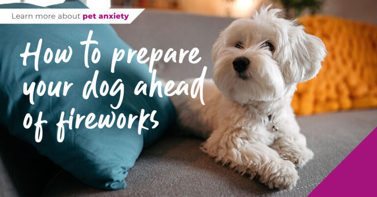 How to prepare your pet ahead of fireworks
