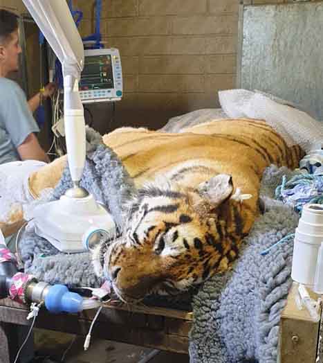 myvet dublin undergo emergency tooth canal surgery on dublin zoo tiger large