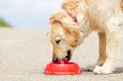 Reasons why your dog or cat is drinking so much water