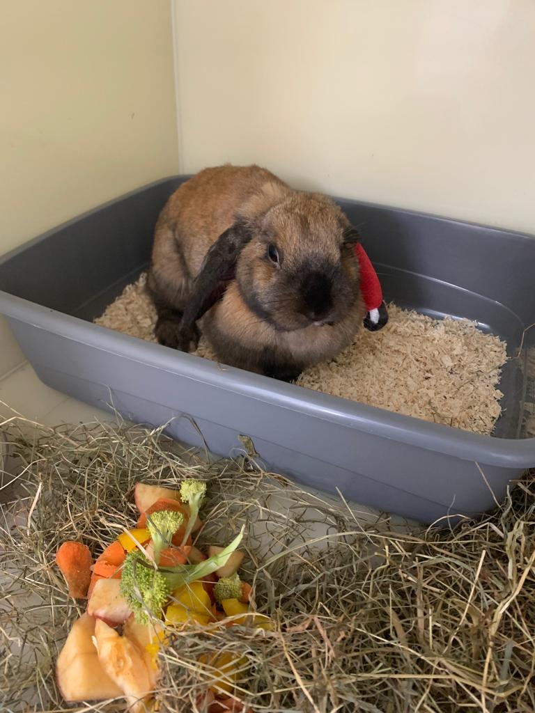 fendi the rabbit received life saving care at myvet practice in dublin