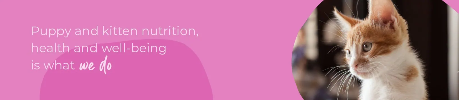 Start of Life for Your Puppy or Kitten