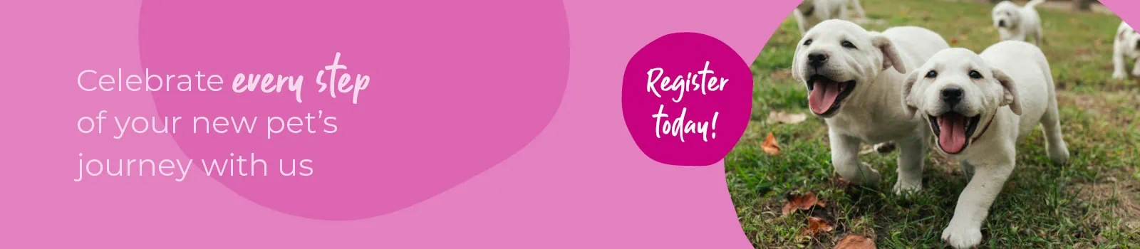 Start of Life for Your Puppy or Kitten