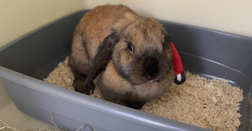 Fendi the rabbit is fit again after life-saving operation