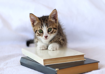 Celebrating World Book Day 2024 with MyVet